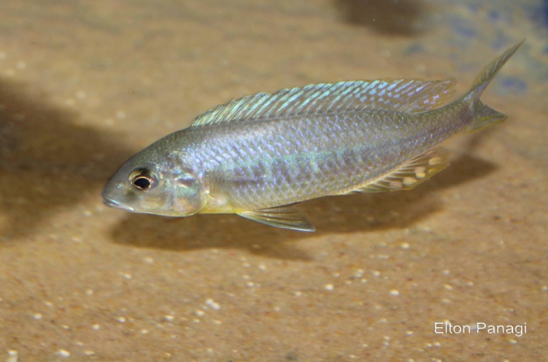 Otopharynx styrax 'Masinje'